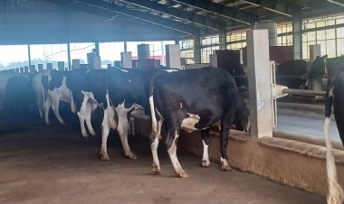 UP Approves State Livestock Mission, Offers Rs 40,000 Subsidy per Cow; State to Bear 85% of Insurance Premium