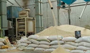 Paddy Procurement Begins in a Week, but Haryana Rice Millers Hold Back CMR Registration
