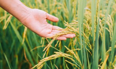 SKM Opposes Release of Gene-edited Rice Seeds, Seeks Stronger Public Research