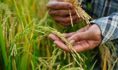 SC Asked to Expedite Contempt Plea Over Alleged Release of GM Rice