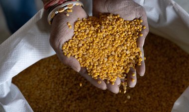 GI-Tagged Gulbarga Tur Dal Heads to Maldives, Farmers Get Over 30 pc Higher Realisation