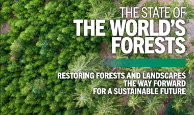 Urgent Need for Forest Restoration to Safeguard Global Agrifood Systems: FAO Report