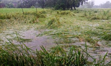 Heavy Rain Hits Uttar Pradesh, Damages Kharif Crops; 25 Times More Rainfall Recorded in a Day