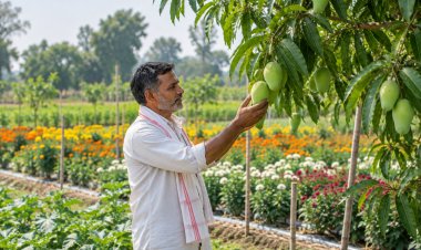 Haryana Offers Up to Rs. 1.4 Lakh per Acre Subsidy for New Fruit Orchards