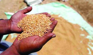 Wheat MSP Hiked by Rs 25 to 2,610 for 2027-28 Rabi Season, Less Than 1 pc Increase