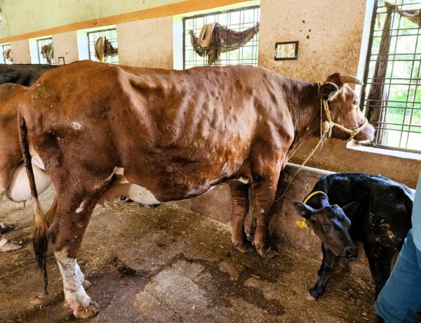 Lumpy Skin Disease Returns After Four Years; 28 States and UTs on Alert, Wildlife Also Reportedly Affected