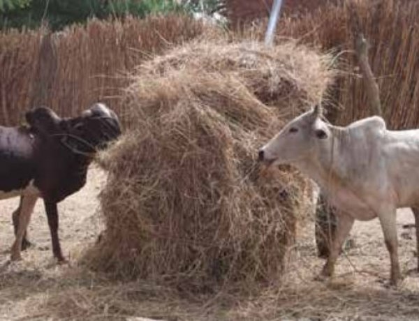 India Produces 500 MT+ Crop Residues, But Much of Their Feed Potential Remains Untapped