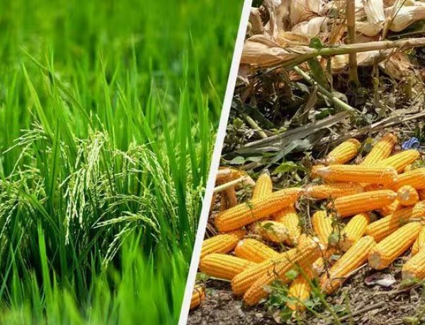 USDA Cuts India’s Corn and Rice Outlook as Erratic Monsoon Hits Crop Prospects