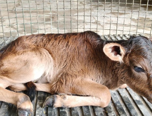 First Badri Calf Born Through OPU-IVF Technology, Boosting Conservation of Uttarakhand’s Indigenous Breed