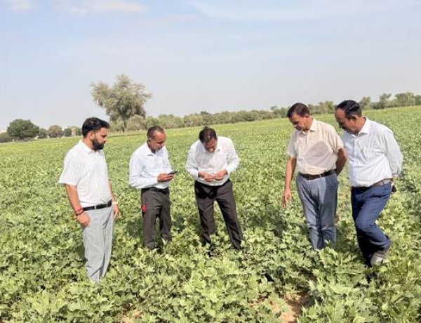 ICAR-CAZRI Moth Bean Varieties Show Strong Resilience Amid Prolonged Dry Spell in Rajasthan