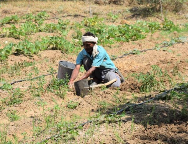 Monsoon Withdrawal Begins from Rajasthan as 327 Districts Record Deficient Rainfall; Paddy Area Down 3.7%