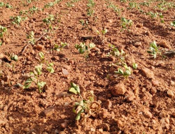 Maharashtra Declares Drought in 265 Talukas Amid Rainfall Shortfall