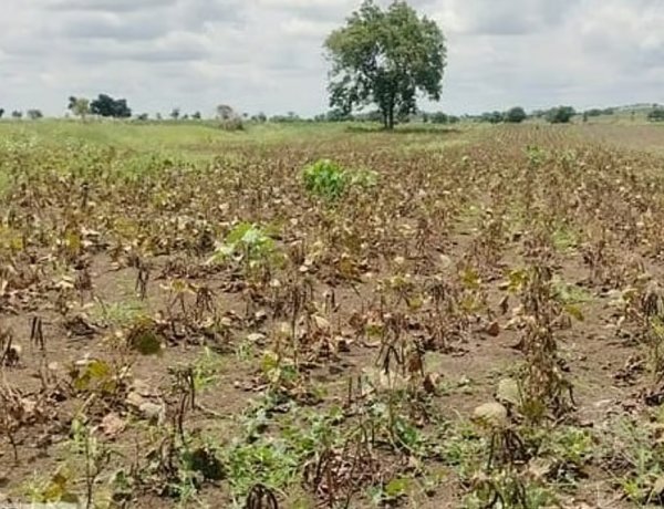177 Talukas in Karnataka Drought-Hit, Could Reach 200; Maharashtra May Face 100% Drought by September-End