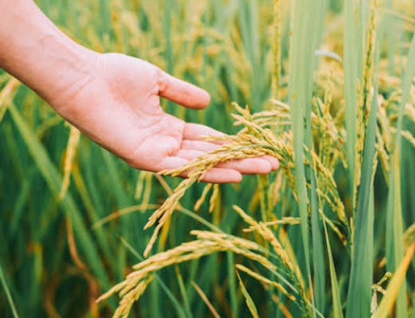 SKM Opposes Release of Gene-edited Rice Seeds, Seeks Stronger Public Research
