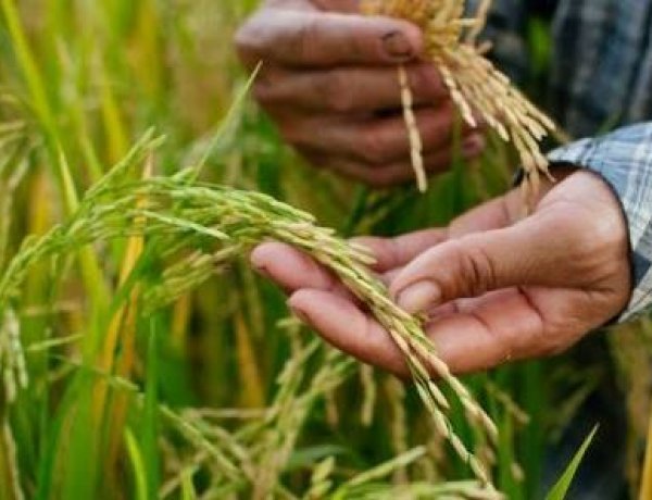 SC Asked to Expedite Contempt Plea Over Alleged Release of GM Rice