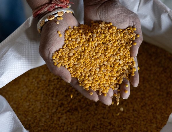 GI-Tagged Gulbarga Tur Dal Heads to Maldives, Farmers Get Over 30 pc Higher Realisation