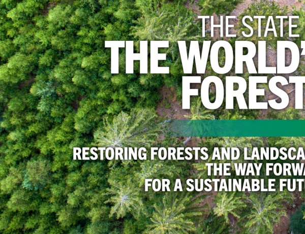 Urgent Need for Forest Restoration to Safeguard Global Agrifood Systems: FAO Report