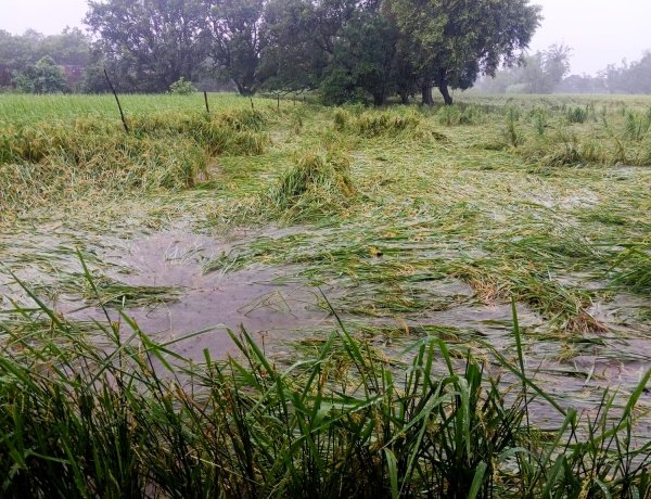 Heavy Rain Hits Uttar Pradesh, Damages Kharif Crops; 25 Times More Rainfall Recorded in a Day