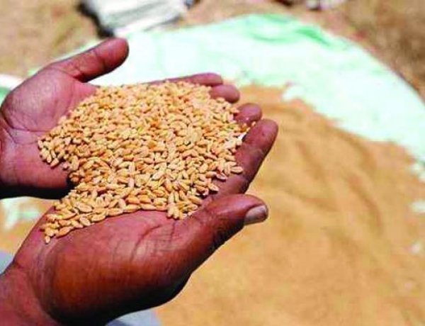 Wheat MSP Raised by Less Than 1% as Centre Announces Rabi Crop Prices
