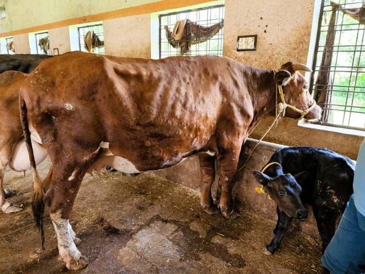 Lumpy Skin Disease Returns After Four Years; 28 States and UTs on Alert, Wildlife Also Reportedly Affected
