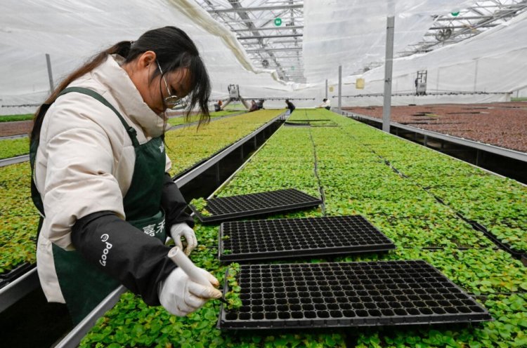 China Unveils 2030 Financing Push to Strengthen Food Security and Modernise Rural Economy