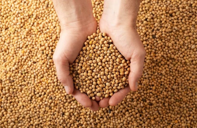 India’s Soybean Production to Drop Amid Erratic Monsoons and Crop Shifts: USDA Report