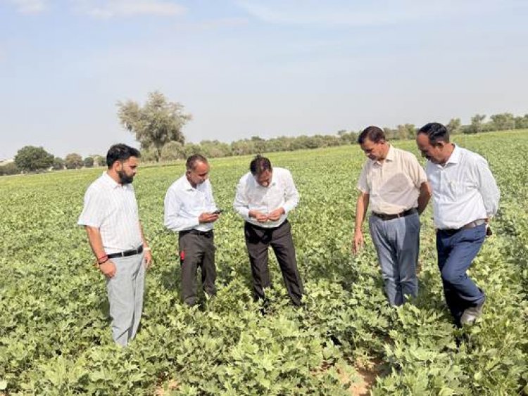 ICAR-CAZRI Moth Bean Varieties Show Strong Resilience Amid Prolonged Dry Spell in Rajasthan