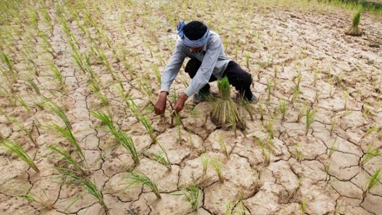 15 Percent Monsoon Deficit Pushes Over Half of India into Drought, Raising Kharif Crop Concerns