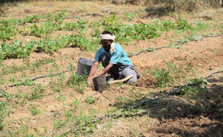 Monsoon Withdrawal Begins from Rajasthan as 327 Districts Record Deficient Rainfall; Paddy Area Down 3.7%
