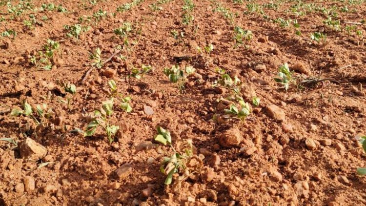 Maharashtra Declares Drought in 265 Talukas Amid Rainfall Shortfall