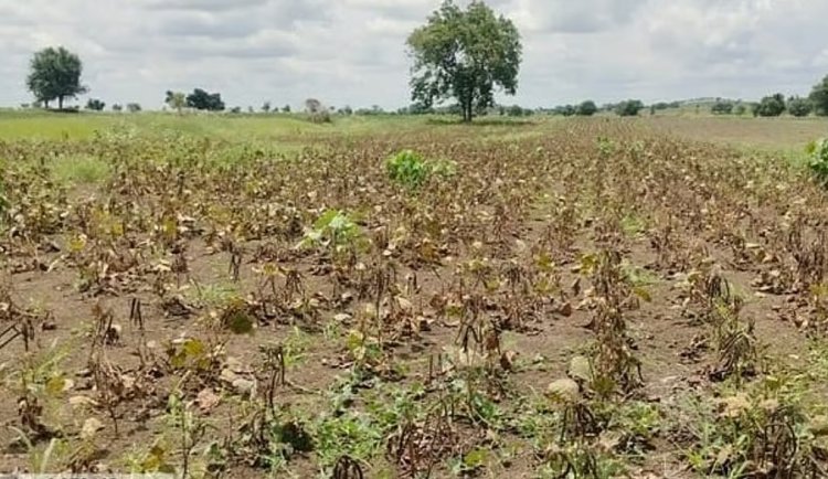 177 Talukas in Karnataka Drought-Hit, Could Reach 200; Maharashtra May Face 100% Drought by September-End