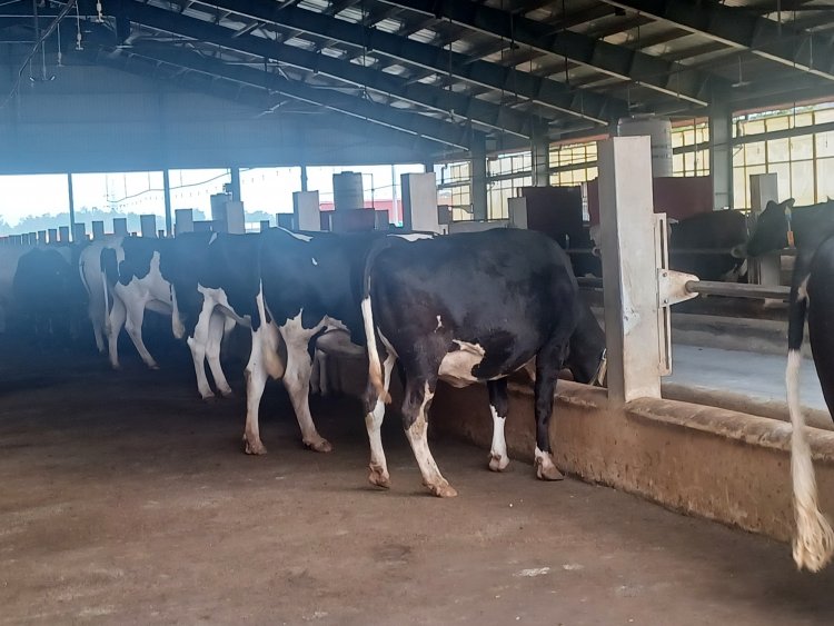 UP Approves State Livestock Mission, Offers Rs 40,000 Subsidy per Cow; State to Bear 85% of Insurance Premium