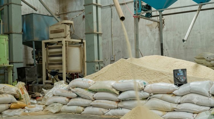 Paddy Procurement Begins in a Week, but Haryana Rice Millers Hold Back CMR Registration