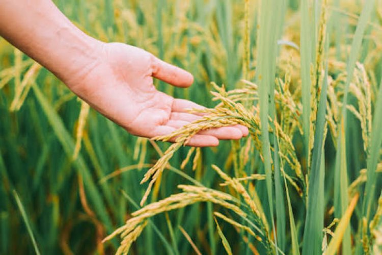 SKM Opposes Release of Gene-edited Rice Seeds, Seeks Stronger Public Research