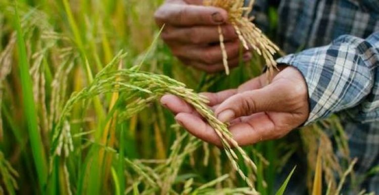 SC Asked to Expedite Contempt Plea Over Alleged Release of GM Rice
