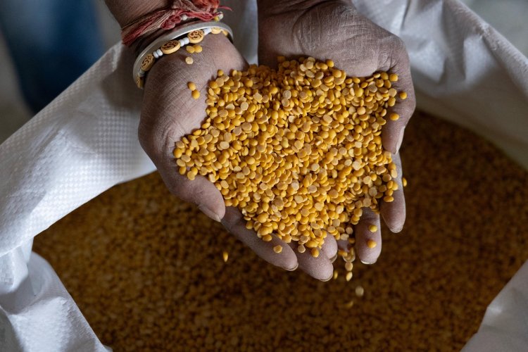 GI-Tagged Gulbarga Tur Dal Heads to Maldives, Farmers Get Over 30 pc Higher Realisation