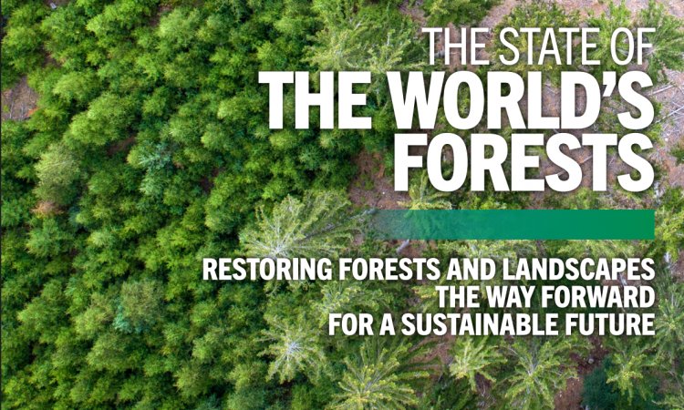 Urgent Need for Forest Restoration to Safeguard Global Agrifood Systems: FAO Report