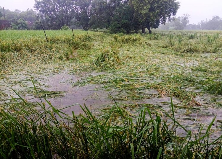 Heavy Rain Hits Uttar Pradesh, Damages Kharif Crops; 25 Times More Rainfall Recorded in a Day