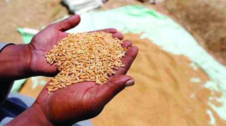 Wheat MSP Hiked by Rs 25 to 2,610 for 2027-28 Rabi Season, Less Than 1 pc Increase