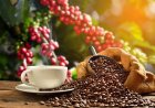 Wingsure Launches COFFEA Platform to Turn Verified Farm Data into Intelligence for Coffee Sector