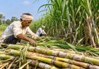 Uttar Pradesh Approves Four New Sugarcane Varieties, Offering Alternatives To Co.0238
