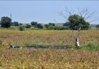 Maharashtra Drought: Centre Forms Team to Assess Damage in 265 Talukas