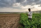 Weak Monsoon and Global Uncertainties Raise Agricultural Risks: What Else Does RBI Say?