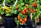 UoH Researchers Decode Plant’s Phosphate Recycling Mechanism to Cut Fertiliser Use