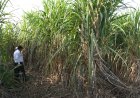 New Cane Variety Creates a Buzz Among UP Farmers, 2 Lakh Single Buds Booked in 5 Minutes