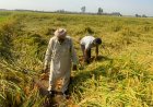 Post-Monsoon Rains and Storms Cause Heavy Damage to Kharif Crops, Affecting Paddy Harvesting