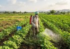 Government Extends Minimum Import Price on Glufosinate Till April 2027