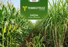 Dhanuka Agritech Launches Tembotrax Herbicide for Maize and Sugarcane