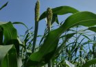 From Jowar to Smart Farming: Know How Google is Expanding AI in Agriculture