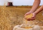 India’s Soyabean Output May Decline 2.11 pc to 107.93 Lakh Tonnes in Kharif 2026: SOPA